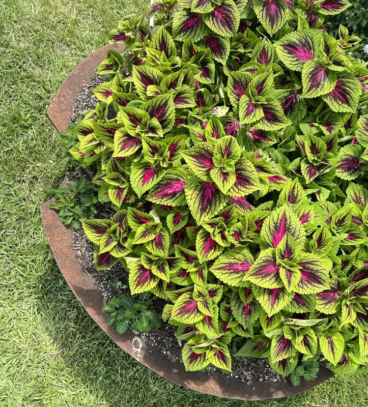 Professional lawn mowing and grass trimming services with crisp edging along driveways and walkways in Peachtree City, Fayetteville, Newnan, and Tyrone, Georgia